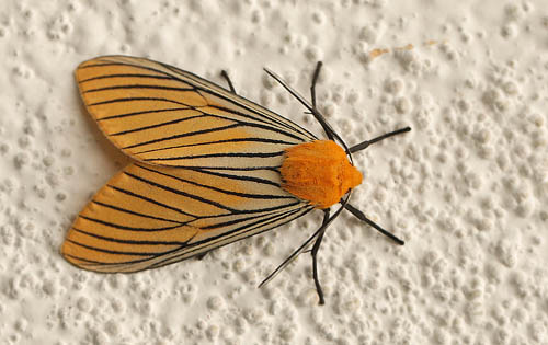 Black-veined Yellow, Pachydota nervosa. Coroico, Yungas, Bolivia d. 15 february 2012.   Photographer; Lars Andersen