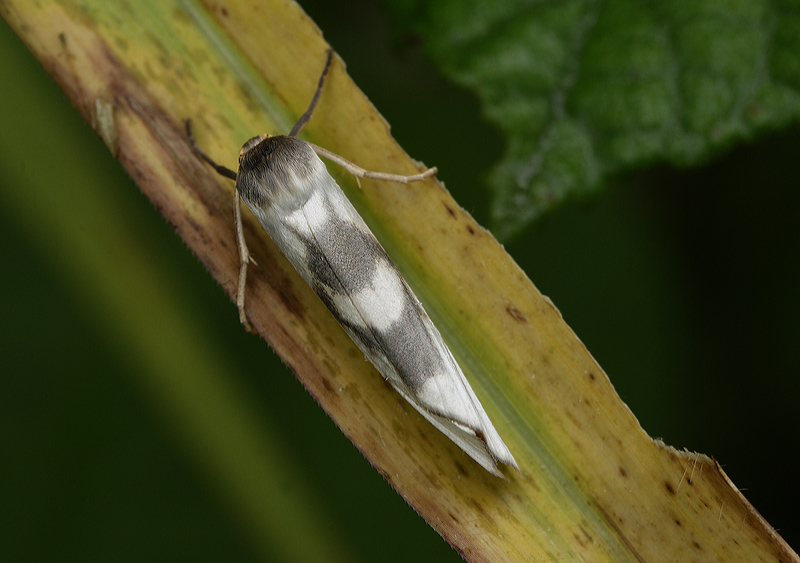 Ctenuchinae species. Coroico, Yungas, Bolivia d. 15 january 2012.   Photographer; Lars Andersen