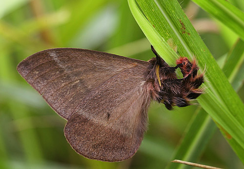 Periphoba species. Coroico, Yungas, Bolivia d. 14 January 2012. Photographer; Lars Andersen