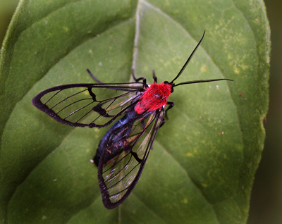 Ctenuchinae species. Coroico, Yungas, Bolivia d. 14 january 2012.   Photographer; Lars Andersen