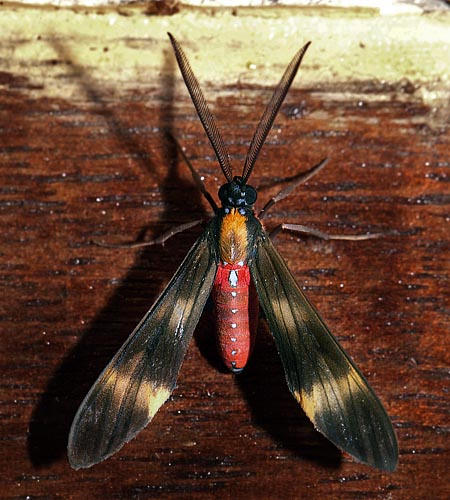 Ctenuchinae species. Coroico, Yungas, Bolivia d. 15 january 2012.   Photographer; Lars Andersen