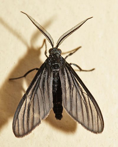 Ctenuchinae species. Coroico, Yungas, Bolivia d. 15 january 2012.   Photographer; Lars Andersen