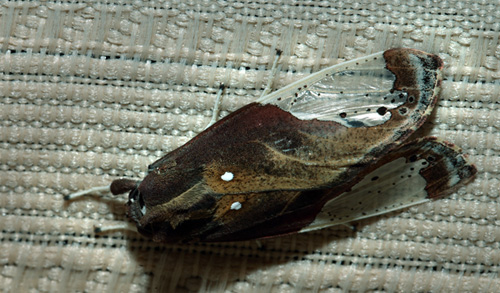 Tiger Moth, Bertholdia trigona. Coroico, Yungas, Bolivia. d. 10 februar 2012. Fotograf: Lars Andersen