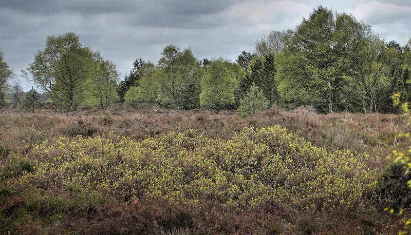 Moseblle, Vaccinium uliginosum. Nrholm Hede, Sydvestjylland d. 4 maj 2012. Fotograf; Lars Andersen