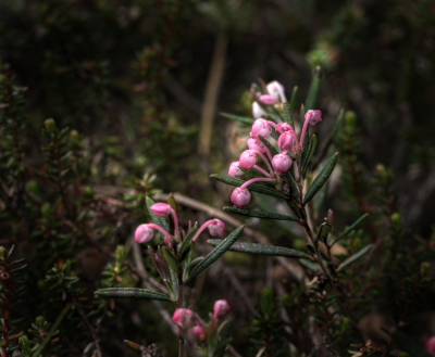 Rosmarinlyng, Andromeda polifolia. Nrholm Hede d. 5 maj 2012. Fotograf; Lars Andersen