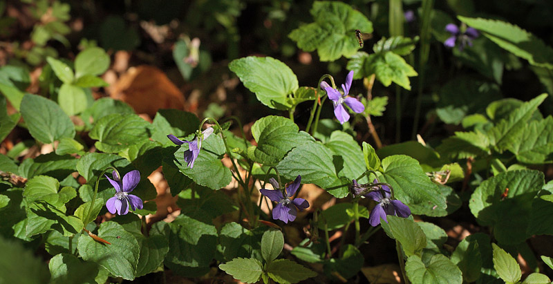 Krat-Viol, Viola riviniana. Store Bgeskov ved Gyrstinge S. d. 13 Maj 2012. Fotograf: Lars Andersen