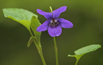 Krat-Viol, Viola riviniana. Store Bgeskov ved Gyrstinge S. d. 19 Maj 2012. Fotograf: Lars Andersen