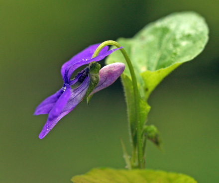 Krat-Viol, Viola riviniana. Store Bgeskov ved Gyrstinge S. d. 19 Maj 2012. Fotograf: Lars Andersen