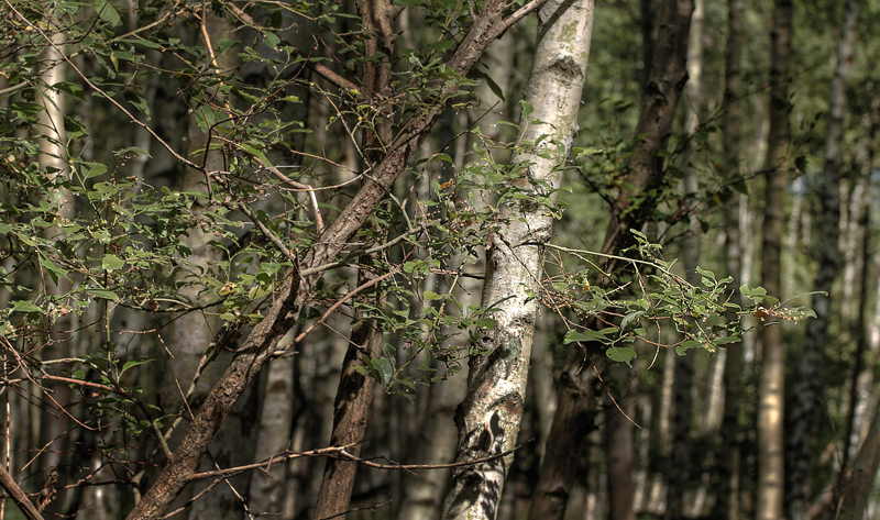 Seljepil, Salix caprea. Pinseskoven, Vestamager d. 14 august 2012. Fotograf:  Lars Andersen