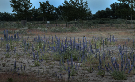 Lokalitet med Slangehoved i blomst hvor Natlyssværmer, Proserpinus proserpina kommer og suger nektar. Rødbyhavn, Lolland d. 15 juni 2012. Fotograf Lars Andersen