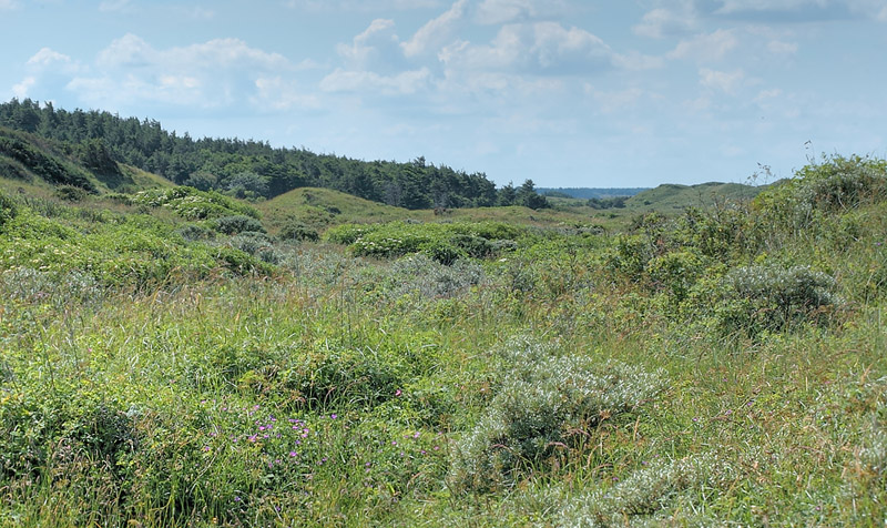 Sortret Hvidvinge, Aporia crataegi. Tornby Klitplantage. 4 juli 2012. Fotograf: Lars Andersen