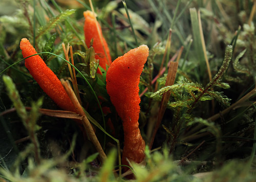 Puppe-Snylteklle, Cordyceps militaris Danmark d. 15 Oktober 2012. Fotograf; Thomas Kehlet