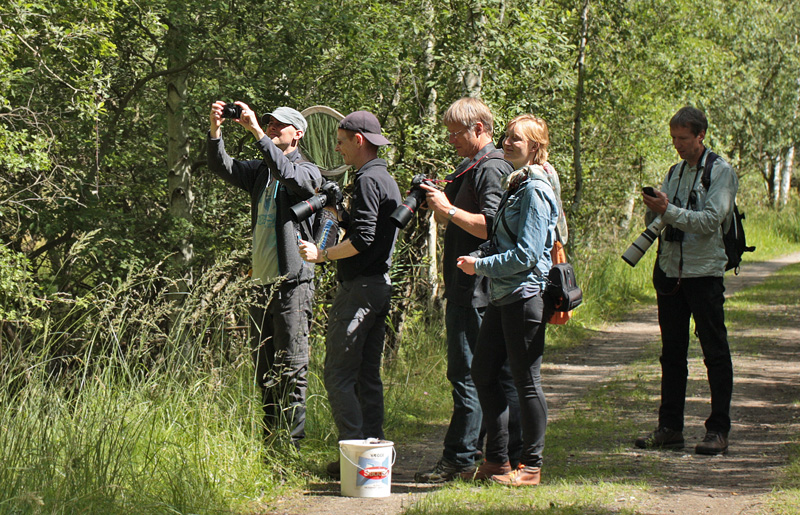 Her er de første fotografer i færd med at fotograferer Ilia, Apatura ilia han. Pinseskoven, Vestamager, Danmark d. 17/7 2012. Fotograf: Lars Andersen