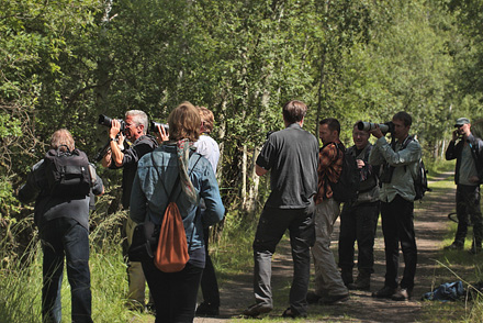 Her er de frste fotografer i frd med at fotograferer Ilia, Apatura ilia han. Pinseskoven, Vestamager, Danmark d. 17/7 2012. Fotograf: Lars Andersen