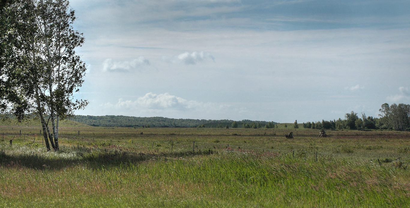 Pinseskoven set nord fra engene p Vestamager, Danmark d. 18/7 2012. Fotograf: Lars Andersen