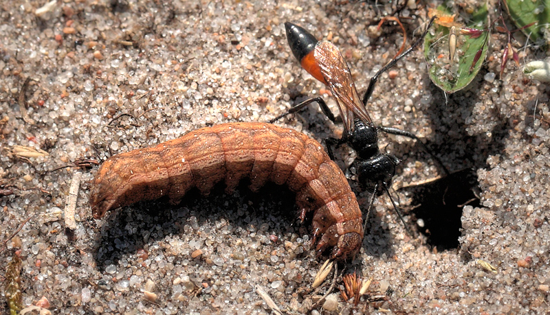 Almindelig Sandhveps, Ammophila sabulosa med en lammet Noctuidae larve som den skal til at slbe ned i boet. Bt Dige, Falster d. 25 juli 2012. Fotograf; Lars Andersen