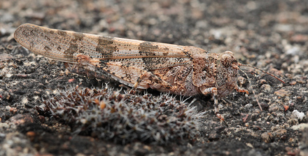 Blåvinget steppegræshoppe, Sphingonotus caerulans. Rødbyhavn Baneterræn, Lolland d. 30 juli 2012. Fotograf; Lars Andersen