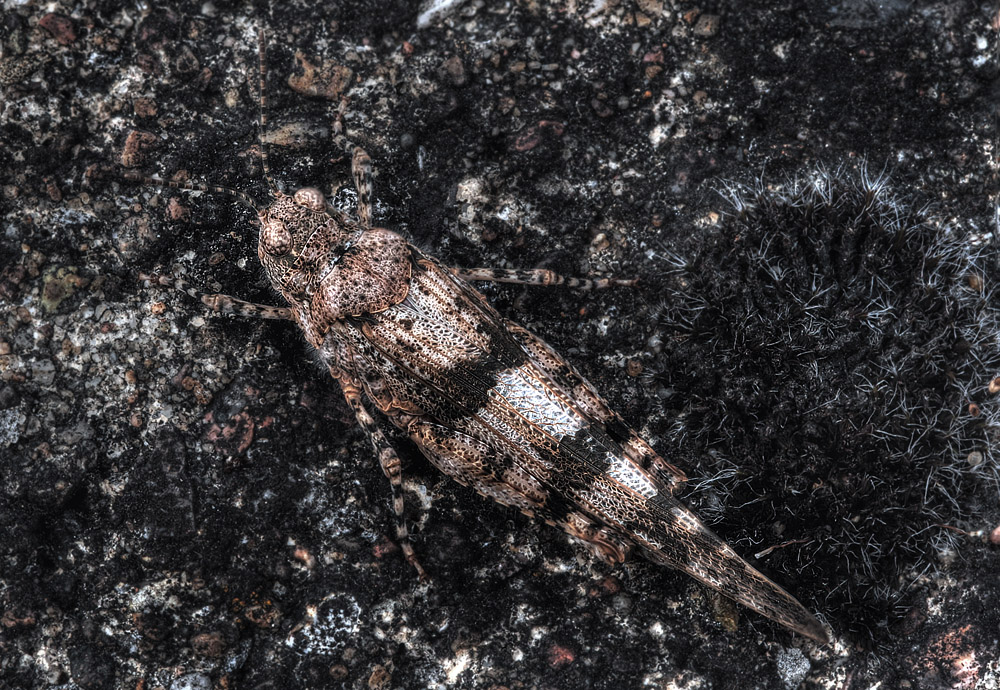 Blåvinget Steppegræshoppe, Sphingonotus caerulans. Baneterrænnet, Rødby havn d. 30 juli 2012. Fotograf: Kirsten Schwartz