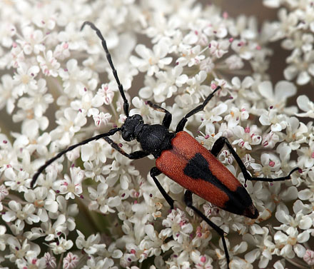 Hjerteplettet Blomsterbuk, Stictoleptura cordigera. Baneterrnnet, Rdby havn d. 30 juli 2012. Fotograf: Kirsten Schwartz