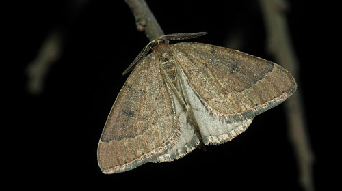 Tidlig frostmler, Theria primaria han. Vindeholme, Lolland d. 26 februar 2012. Fotograf; Lars Andersen