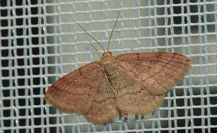 Violet Løvmåler. Scopula rubiginata. Rødby Havn Baneterræn d. 15 juni 2012. Fotograf; Lars Andersen