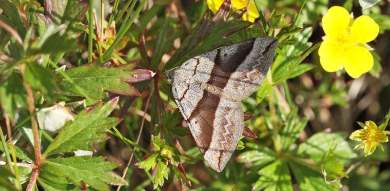 Spidsvingemler, Scotopteryx luridata. lvand Klithede, Nationalpark Thy d. 5 juli 2012. Fotograf; Lars Andersen