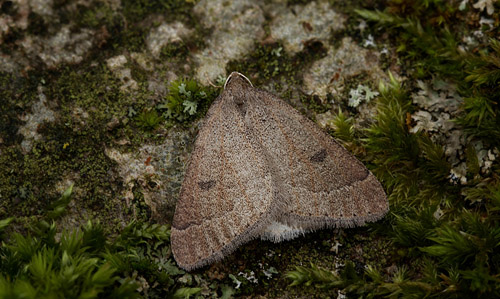 Tidlig frostmler, Theria primaria han. Vindeholme, Lolland d. 26 februar 2012. Fotograf; Lars Andersen