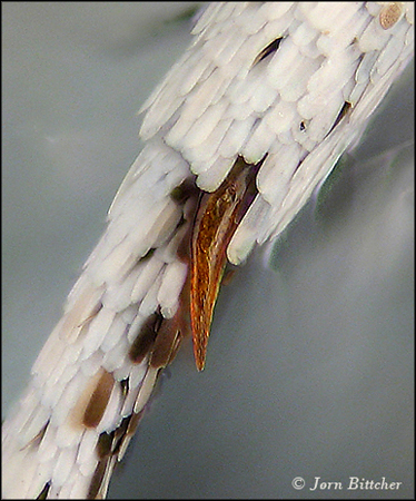 Argusblåfugl, Plebejus argus han forskinneben med lang torn i ledet til ankel. Danmark, december 2012. Fotograf; Jørn Bittcher