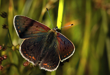 Sort Ildfugl, Lycaena tityrus han, Bt Plantage, Falster, Danmark d. 25/7 2012. Fotograf: Lars Andersen