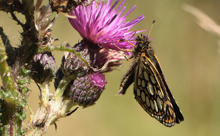 Spejlbredpande, Heteropterus morpheus, Bøtø Plantage, Falster, Danmark d. 25/7 2012. Fotograf: Lars Andersen