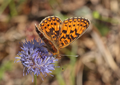 Brunlig Perlemorsommerfugl, Clossiana selene, Bt Plantage, Falster, Danmark d. 25/7 2012. Fotograf: Lars Andersen