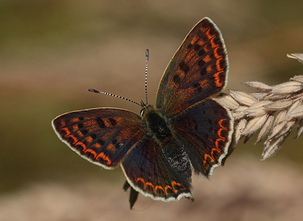 Sort Ildfugl, Lycaena tityrus hun, Bt Plantage, Falster, Danmark d. 25/7 2012. Fotograf: Lars Andersen