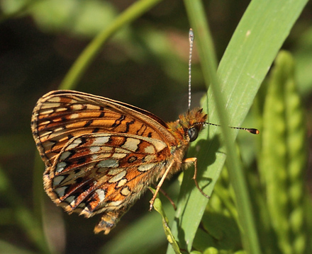 Brunlig Perlemorsommerfugl, Boloria selene, Bt Plantage, Falster, Danmark d. 26/7 2012. Fotograf: Lars Andersen