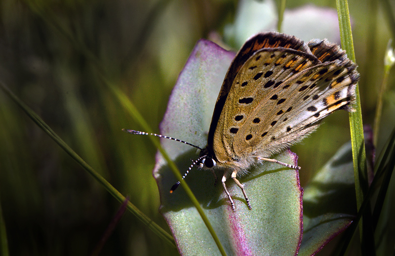 Sort Ildfugl, Lycaena tityrus hun, Bt Plantage, Falster, Danmark d. 25/7 2012. Fotograf: Lars Andersen