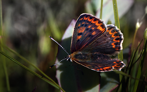 Sort Ildfugl, Lycaena tityrus hun, Bt Plantage, Falster, Danmark d. 25/7 2012. Fotograf: Lars Andersen