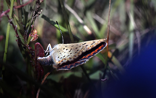 Sort Ildfugl, Lycaena tityrus hun, Bt Plantage, Falster, Danmark d. 25/7 2012. Fotograf: Lars Andersen