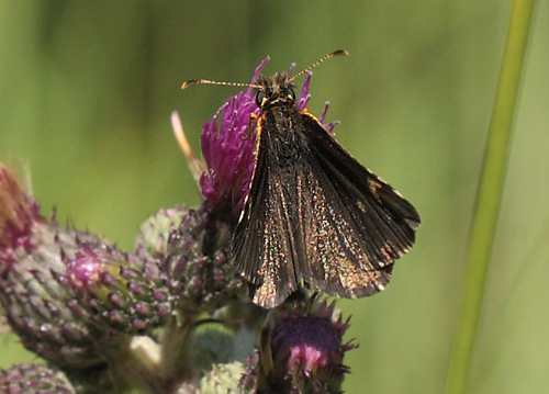 Spejlbredpande, Heteropterus morpheus, Bøtø Plantage, Falster, Danmark d. 25/7 2012. Fotograf: Lars Andersen