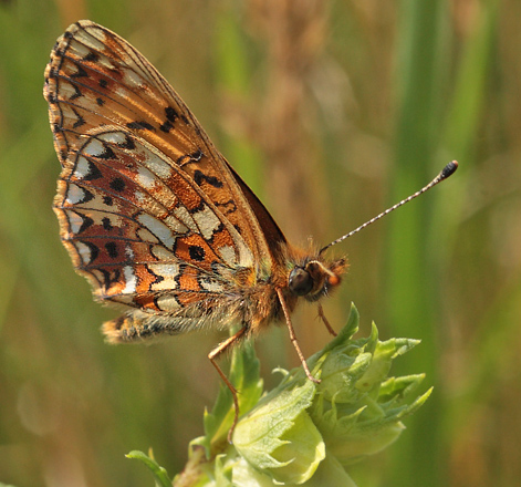 Brunlig Perlemorsommerfugl, Boloria selene, Bt Plantage, Falster, Danmark d. 26/7 2012. Fotograf: Lars Andersen