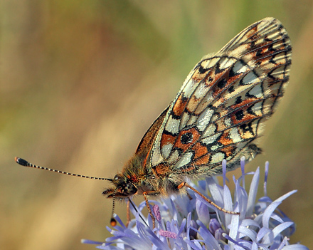 Brunlig Perlemorsommerfugl, Boloria selene, Bt Plantage, Falster, Danmark d. 26/7 2012. Fotograf: Lars Andersen