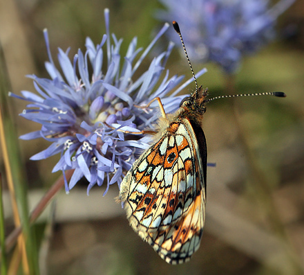 Brunlig Perlemorsommerfugl, Boloria selene, Bt Plantage, Falster, Danmark d. 26/7 2012. Fotograf: Lars Andersen