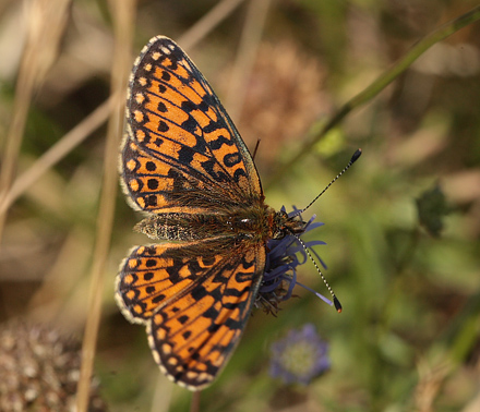 Brunlig Perlemorsommerfugl, Boloria selene, Bt Plantage, Falster, Danmark d. 26/7 2012. Fotograf: Lars Andersen