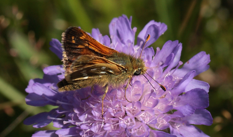 Kommabredpande, Hesperia comma han i solskin. Skjernåen's udspring nord for Nørre Tinnet, Jylland, Danmark. d. 27 juli 2012. Fotograf; Lars Andersen