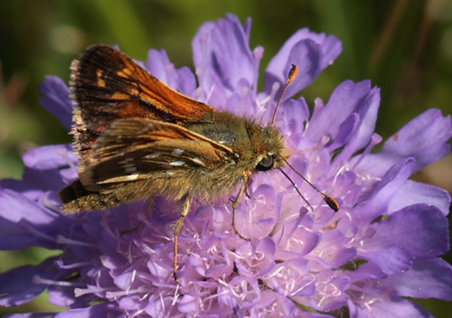 Kommabredpande, Hesperia comma han i solskin. Skjernåen's udspring nord for Nørre Tinnet, Jylland, Danmark. d. 27 juli 2012. Fotograf; Lars Andersen
