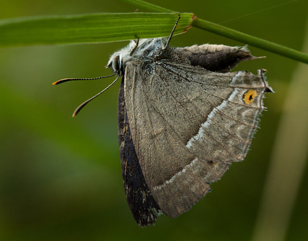 Blhale, Quercusia quercus. Mols Bjerge, Djursland.  28 juli 2012. Fotograf: Lars Andersen