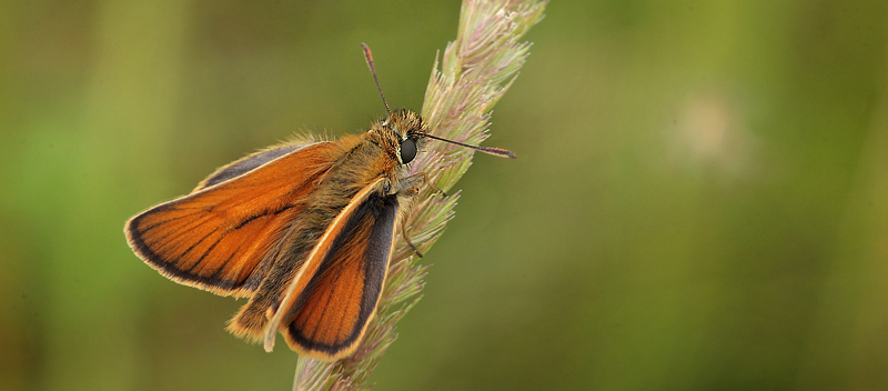 Skråstregbredpande, Thymelicus sylvestris han. Addit Hede, Danmark d. 5 juli 2012. Fotograf; Lars Andersen