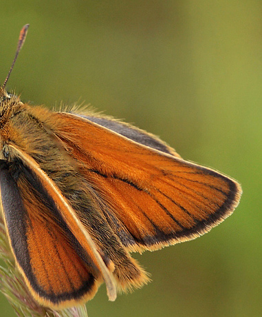 Skrstregbredpande, Thymelicus sylvestris han. Addit Hede, Danmark d. 5 juli 2012. Fotograf; Lars Andersen