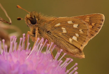 Kommabredpande, Hesperia comma han. Skjernåen's udspring nord for Nørre Tinnet, Jylland, Danmark. d. 29 juli 2012. Fotograf; Lars Andersen