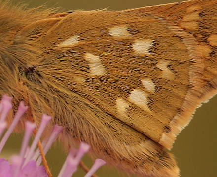Kommabredpande, Hesperia comma han bagvinge med hvide pletter. Skjernåen's udspring nord for Nørre Tinnet, Jylland, Danmark. d. 29 juli 2012. Fotograf; Lars Andersen