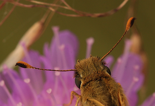 Kommabredpande, Hesperia comma han følehorn. Skjernåen's udspring nord for Nørre Tinnet, Jylland, Danmark. d. 29 juli 2012. Fotograf; Lars Andersen