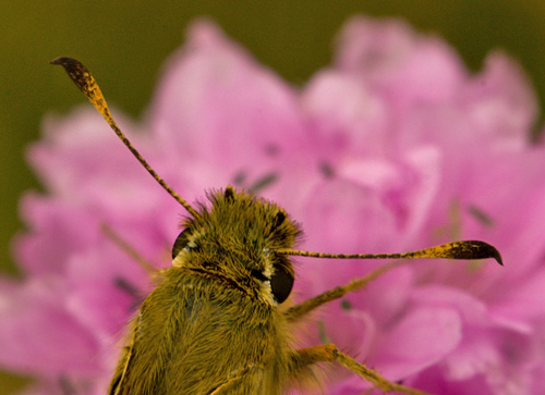 Kommabredpande, Hesperia comma hun følehorn. Skjernåen's udspring nord for Nørre Tinnet, Jylland, Danmark. d. 29 juli 2012. Fotograf; Lars Andersen